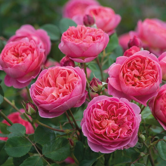 British Rose: Universally loved and deeply moisturizing.