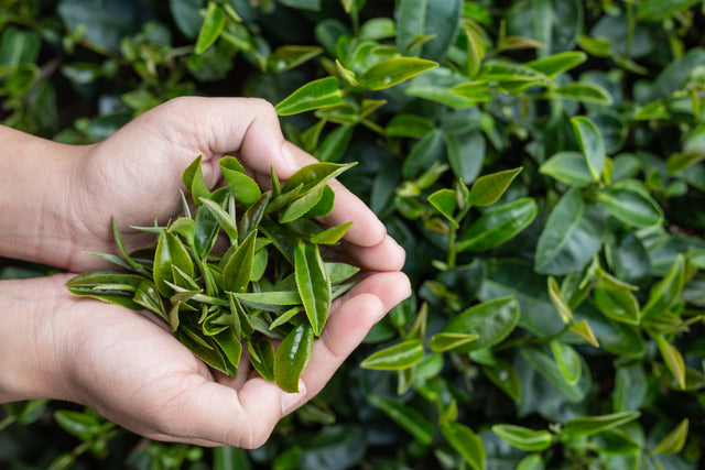 Tea tree oil: Comes from Australia and works for acne and dandruff.