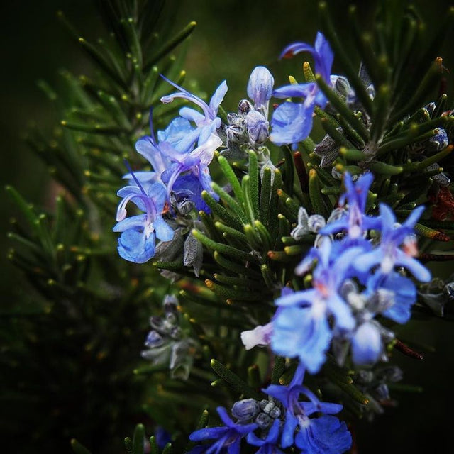 Rosemary oil: From an evergreen shrub that helps in hair growth.