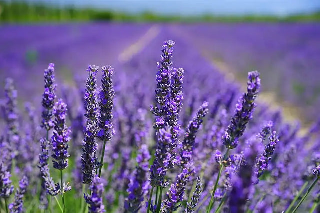 Bulgarian Lavender: A fragrant herb that promotes relaxation.