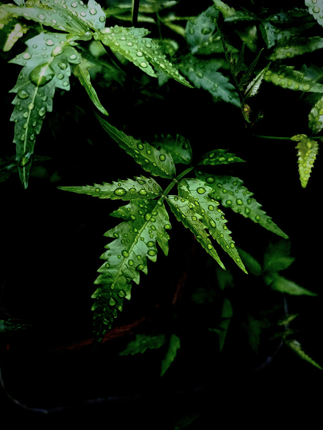 Neem: A traditional Indian herb known for fighting acne.